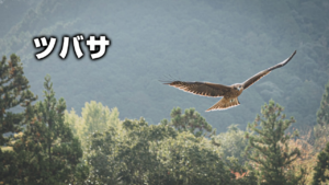 ツバサ